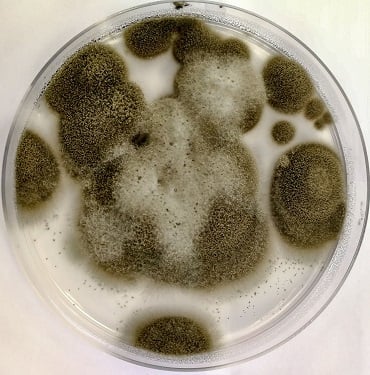 Cladosporium mould in a petri dish