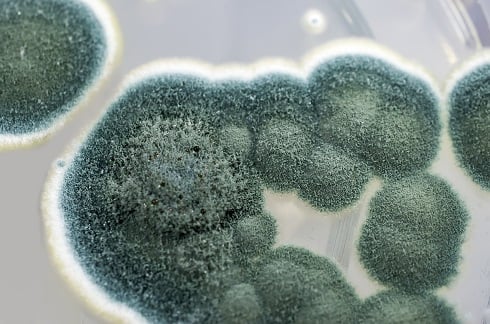 Penicillium mould